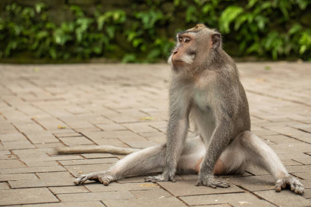istock A long-tailed macaque is sitting on a footpath in the Ubud Monkey Forest. 2026301290