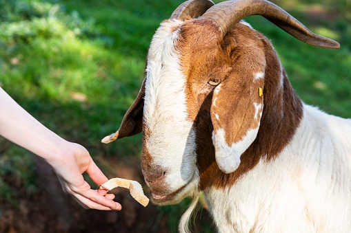 Woman feeding Australian Boer goat within the rural farmyard.