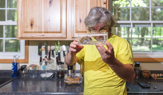 Humane mouse trapping in the kitchen: mature man holding a live mouse in a mousetrap.