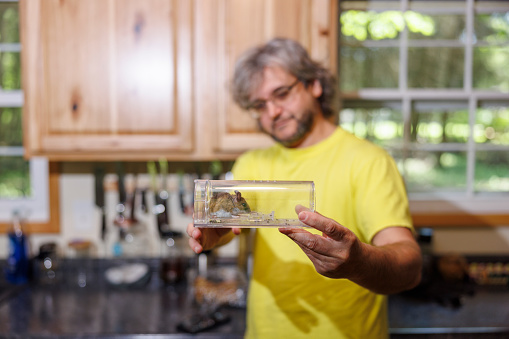 Live mouse eating in a mousetrap in man hands. Mature man in eyeglasses, wearing yellow T-shirt, holding transparent mousetrap with live mouse at home.