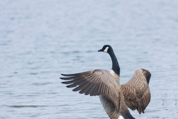 istock Canada geese in the water 2026327139