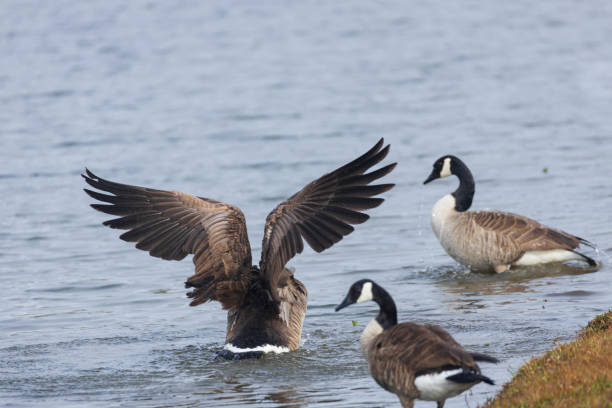 istock Canada geese in the water 2026327141
