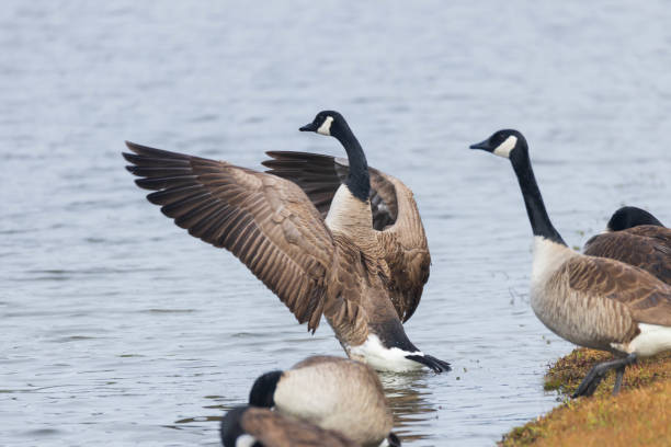 istock Canada geese in the water 2026327142