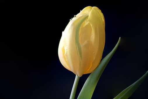 One yellow tulip with green strip. Black background