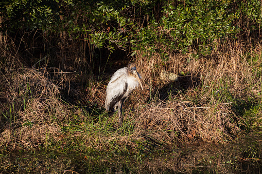 One wood stork is wading by the water