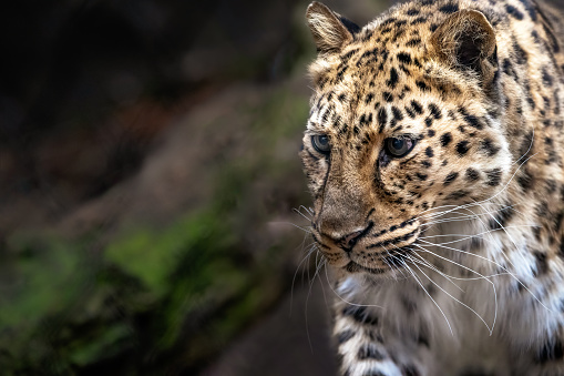 One big cat side profile. Leopard animal