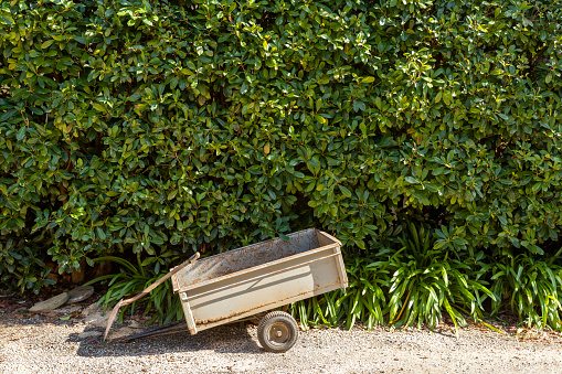 Aged metal wheelbarrow with a shovel, set against a backdrop of dense foliage.