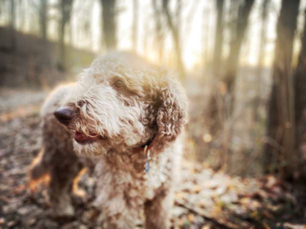 istock Labradoodle at Sunset in a North Carolina Forest 2026371895
