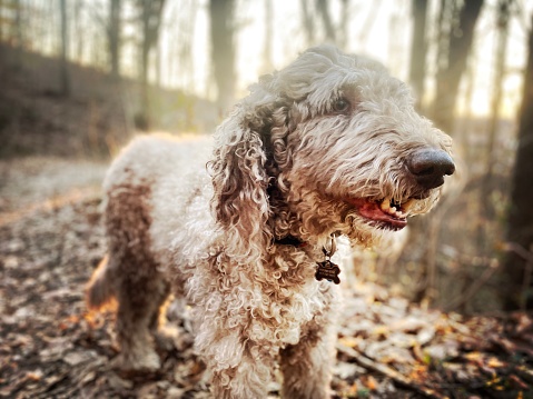 Labradoodle at Sunset in a North Carolina Forest