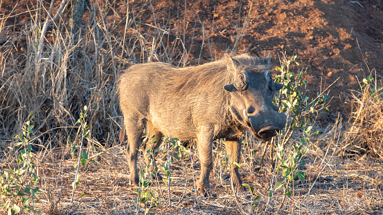Warthog standing guard during golden hour in sub Saharan Africa