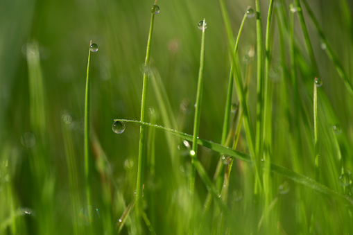 Dewdrops on fresh grass in Sonoran Desert