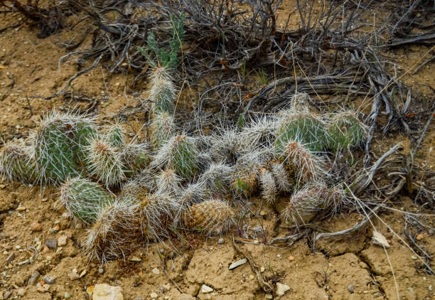 istock Prickly Pear Cactus, Opuntia sp. with white spines, Utah 2026407768