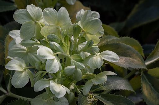 Attractive green flowers of Corsican Hellebore or argutifolius 'Silver Lace' flowering with a background of leaves in late winter and early spring, Copy space, Selective focus.