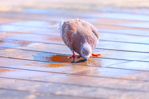 Pigeon drinking water from the pool on the street