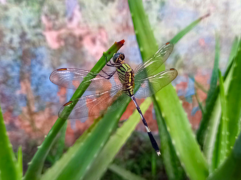 A dragonfly perched on an aloe vera plant