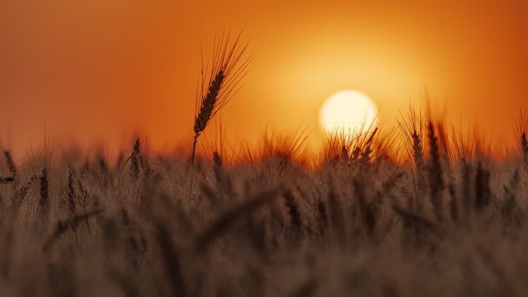 MOTION CONTROL TIME LAPSE Sunrise Over Wheat Stalks In Rural Field