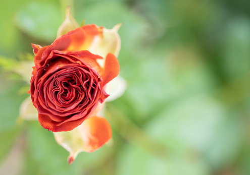 Close-up photo of an orange rose planted in a pot to decorate the front of your home, backyard or dining room.
