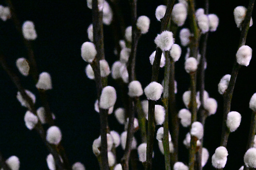 Pussy Willow. Copy space. Spring storytelling.