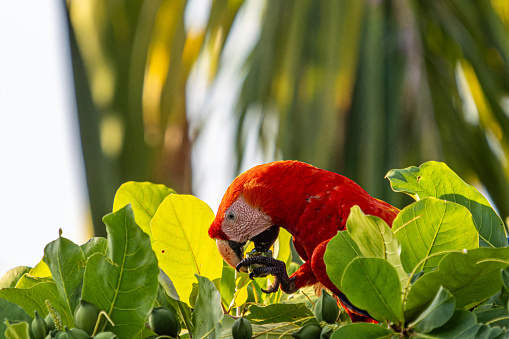 A species of large, colorful parrots native to the forests of central and south America, Costa Rica including pacific coast