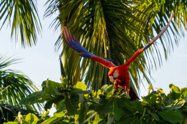 istock Scarlet macaws Costa Rica 2026466051