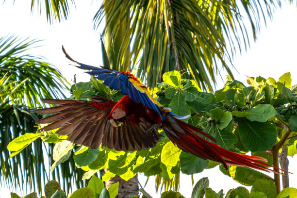 istock Scarlet macaws Costa Rica 2026466053
