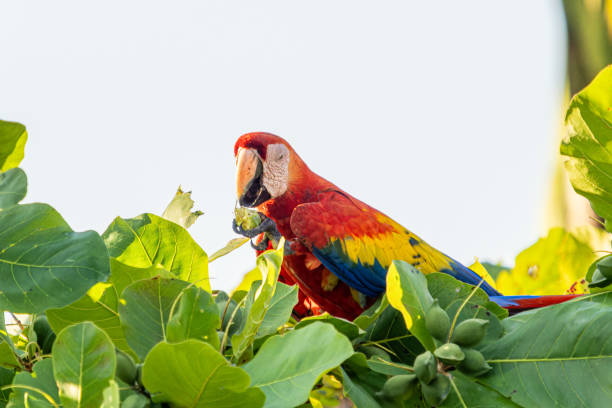 istock Scarlet macaws Costa Rica 2026466060