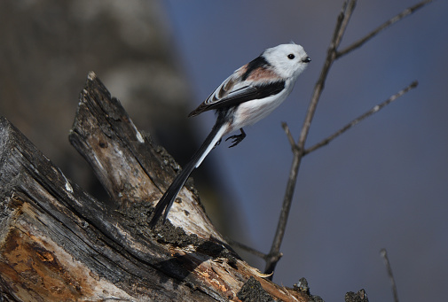 Long-tailed tit jumping from a maple tree in a park in Hokkaido.