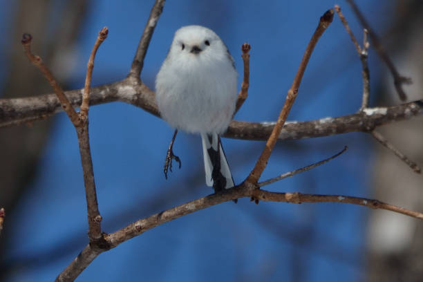 istock Long-tailed tit jumping from a maple tree in a park in Hokkaido. 2026499326