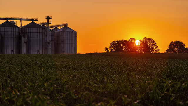 TIME LAPSE Sunrise Over Corn Field And Silos On Farm