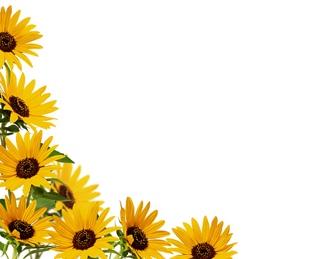 Sunflowers on Wood Old Background