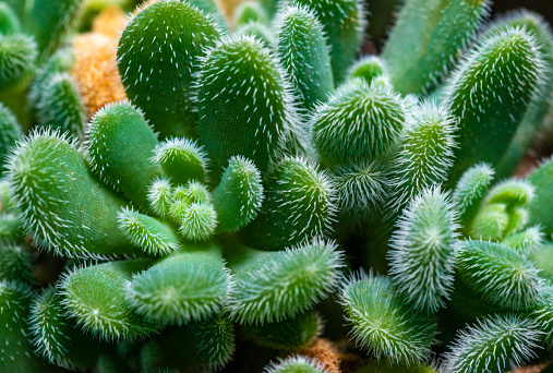 Close-up, succulent leaves of a succulent plant (Echeveria Setosa) in a botanical collection