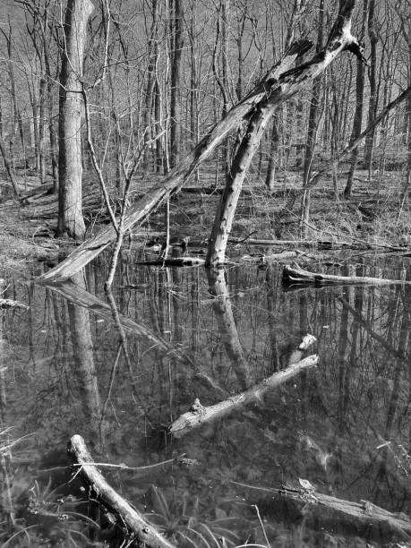 istock Pretty Swamp Reflections in Black and White 2026504649