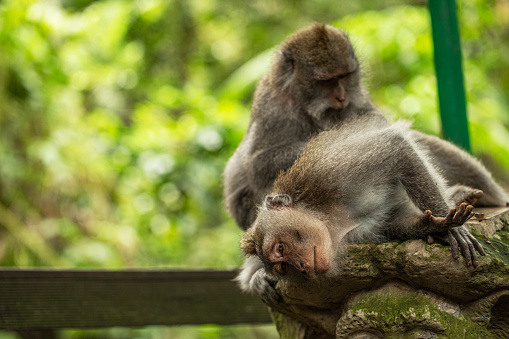 A long-tailed macaques in the Ubud Monkey Forest. Ubud, Bali, Indonesia.