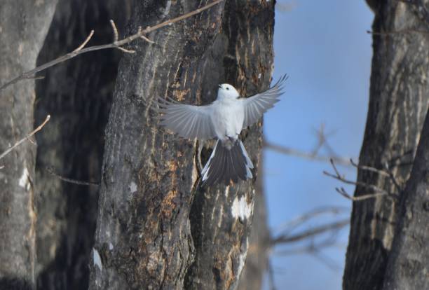 istock A long-tailed tit flapping its wings on a maple tree in a park in Hokkaido. 2026526723