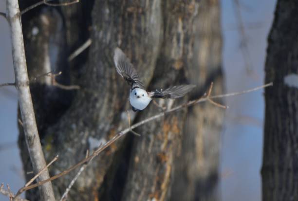 A long-tailed tit flapping its wings on a maple tree in a park in Hokkaido.