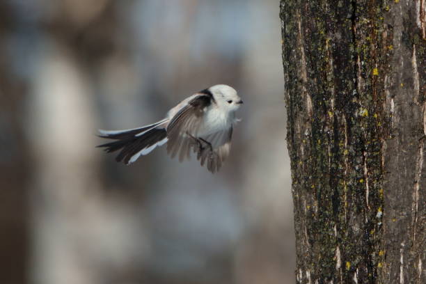 istock A long-tailed tit flapping its wings on a maple tree in a park in Hokkaido. 2026527270