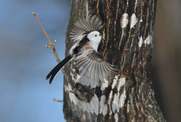 istock A long-tailed tit flapping its wings on a maple tree in a park in Hokkaido. 2026527288