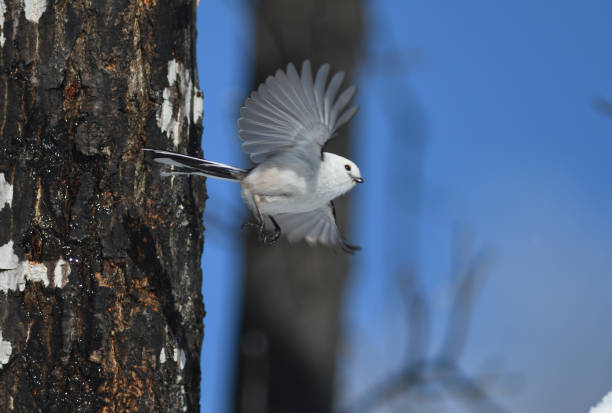 istock A long-tailed tit flapping its wings on a maple tree in a park in Hokkaido. 2026527841