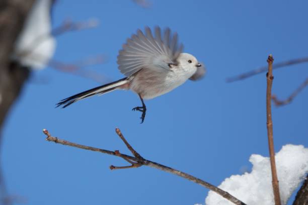 istock A long-tailed tit flapping its wings on a maple tree in a park in Hokkaido. 2026527867