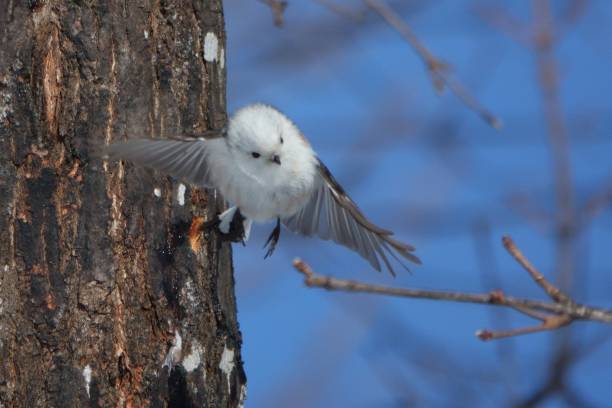 istock A long-tailed tit flapping its wings on a maple tree in a park in Hokkaido. 2026528384