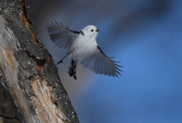 A long-tailed tit flapping its wings on a maple tree in a park in Hokkaido.