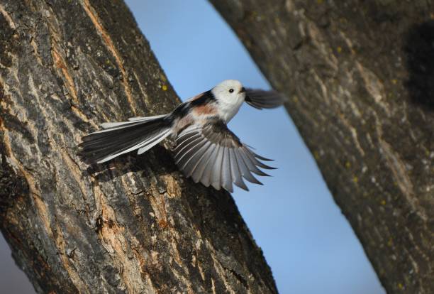 istock A long-tailed tit flapping its wings on a maple tree in a park in Hokkaido. 2026531115