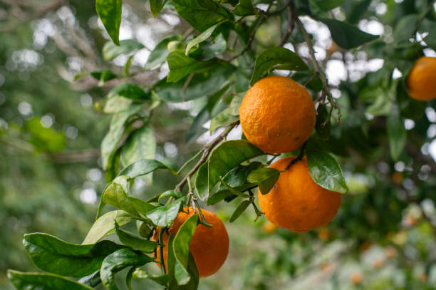 istock Ripe mandarins on a branch 2026532180