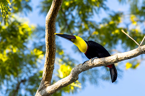 Costa Rica is a home to  keel-billed toucans which are colorful birds known for their large beaks