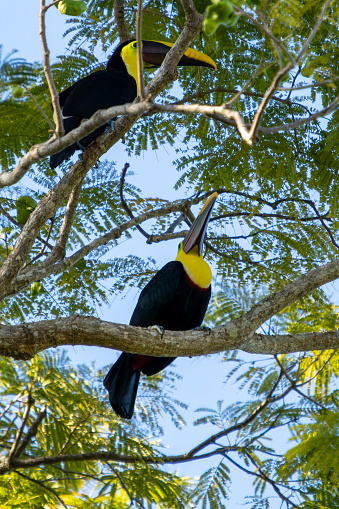 Costa Rica is a home to  keel-billed toucans which are colorful birds known for their large beaks