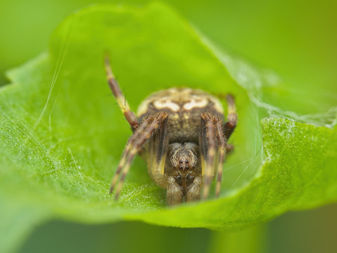 Orb spider on the leaves