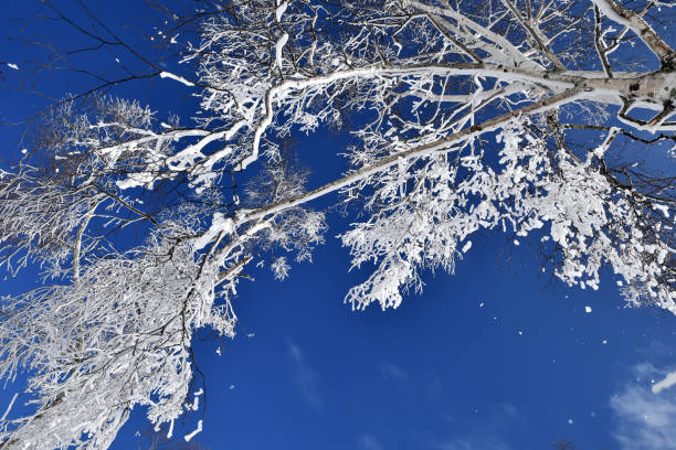 The photo was taken in Minakami Town, Gunma Prefecture.