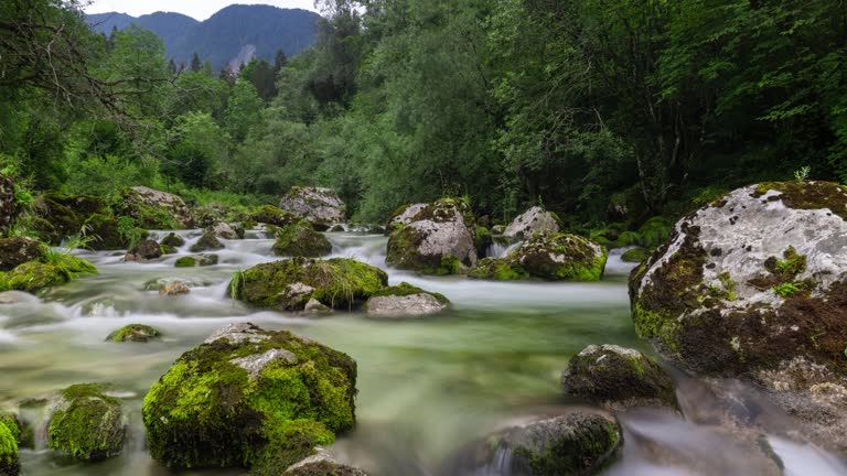 MOTION CONTROL TIME LAPSE Water Flowing In Stream Among Rocks In Woods