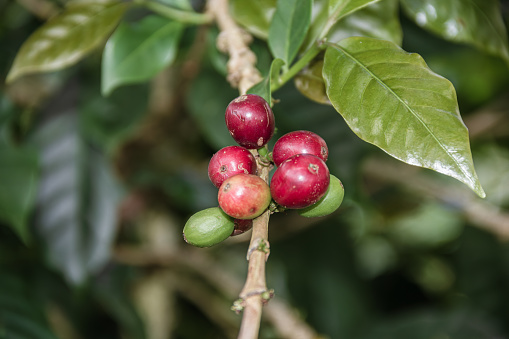 Ripe organic coffee beans - Perene District, Chanchamayo, Junin, Peru