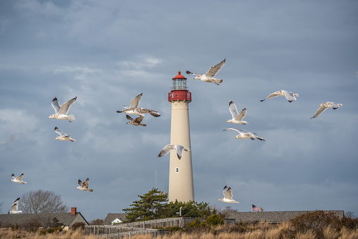 Seagulls fly against a stormy sky background infront of the Cape May Lighthouse